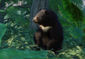 formosan black bear