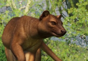 fossa