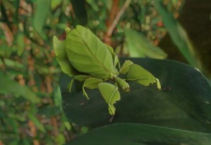 giant leaf insect