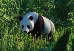 giant panda