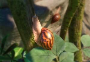 giant tiger land snail