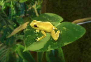 golden poison frog
