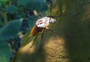 goliath beetle