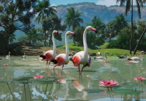 greater flamingo