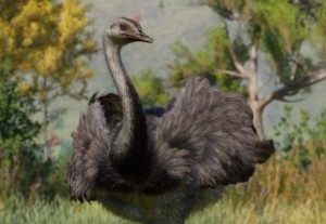 greater rhea