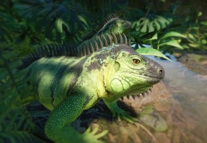green iguana