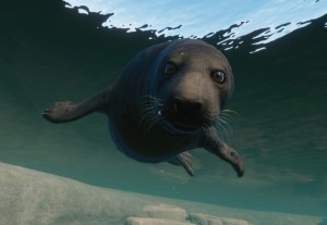 grey seal