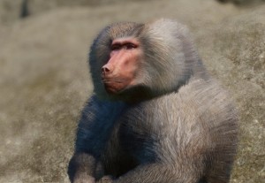 hamadryas baboon