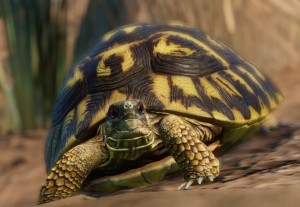 hermann's tortoise