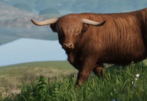 highland cattle