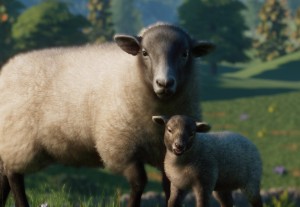 hill radnor sheep