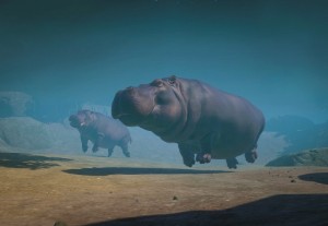 hippopotamus