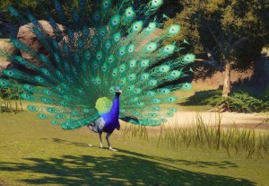 indian peafowl
