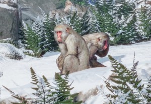 japanese macaque