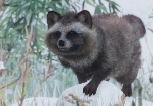 japanese raccoon dog