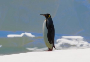 king penguin