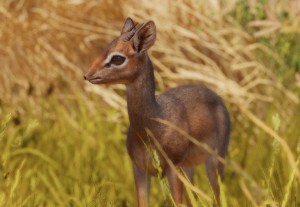 kirk's dik-dik