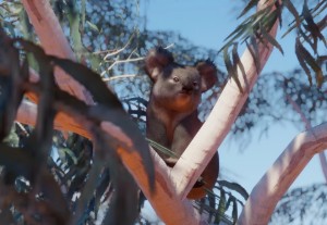 koala