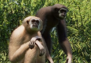 lar gibbon