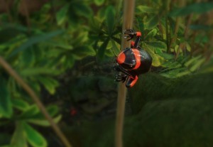 lehmann's poison frog
