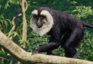 lion-tailed maque