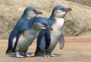 little penguin