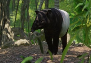 malayan tapir