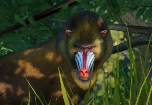mandrill