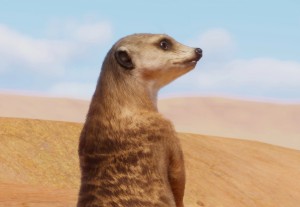 meerkat