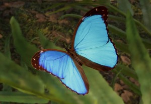 menelaus blue morpho