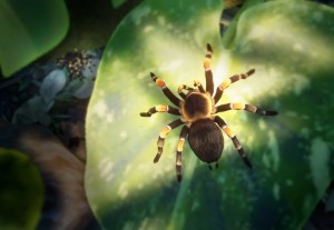mexican red knee tarantula