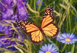 monarch