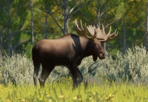 moose