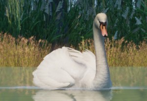 mute swan