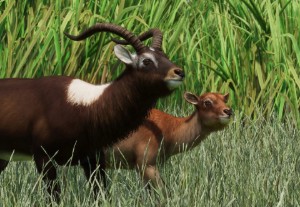 nile lechwe