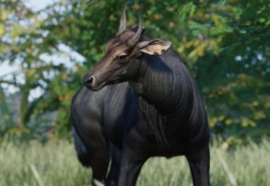 nilgai