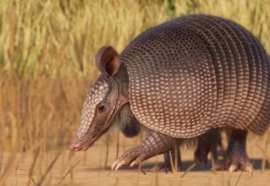 nine-banded armadillo