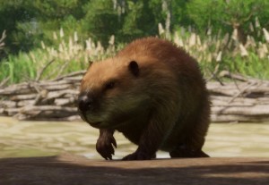north american beaver