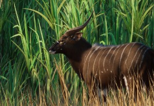 nyala