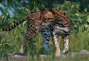 ocelot