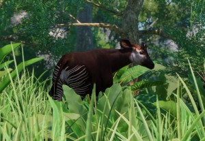 okapi