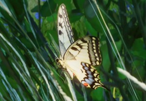 old world swallowtail