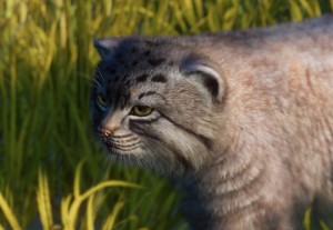 pallas's cat