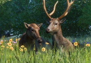 pere david's deer