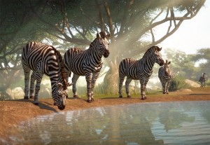 plains zebra