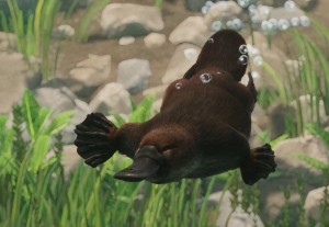 platypus