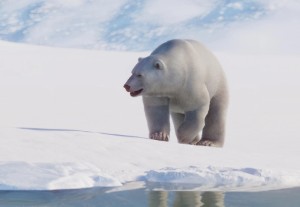 polar bear