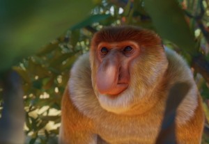 proboscis monkey