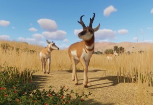 pronghorn antelope