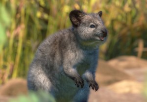quokka